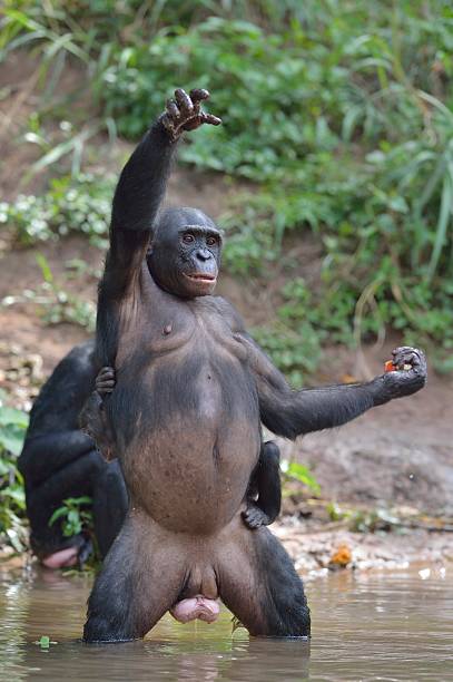 istock Bonobo standing on her legs in water with a cub 525016784