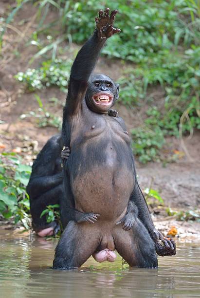 istock Bonobo standing on her legs in water with a cub 525016850
