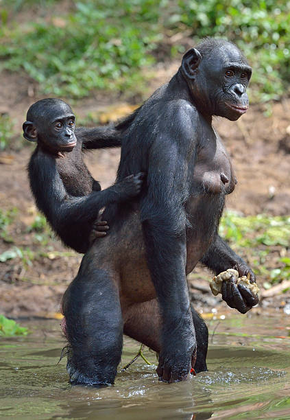 istock Bonobo standing in water with a cub on a back 525016856