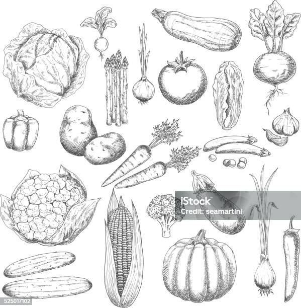 Herbsternte Skizzesymbol Mit Frischen Gemüsen Stock Vektor Art und mehr Bilder von Illustration - Illustration, Möhre, Zeichnung