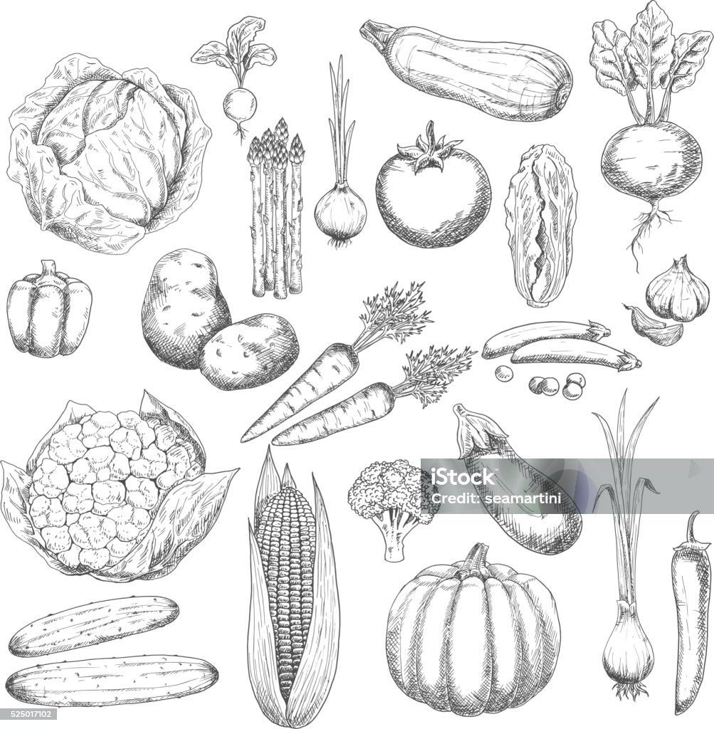 Cosecha de otoño boceto símbolo con verduras frescas - arte vectorial de Ilustración libre de derechos