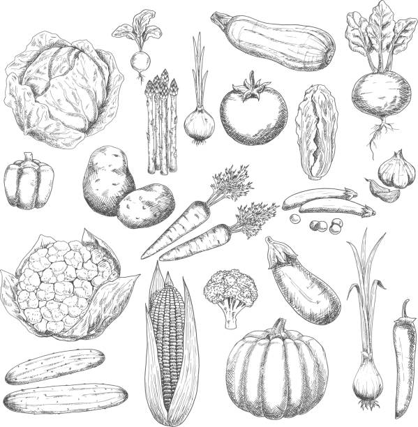 Autumn harvest sketch symbol with fresh vegetables Healthy and fresh cabbages peppers onions broccoli tomato potatoes garlic cucumbers beetroot carrots pumpkin corn eggplant asparagus peas zucchini and radish vegetables scallion stock illustrations