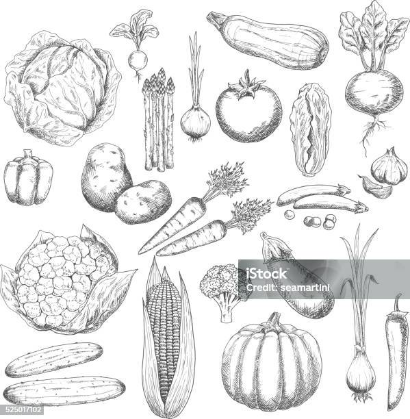 Autumn Harvest Sketch Symbol With Fresh Vegetables Stock Illustration - Download Image Now - Illustration, Carrot, Drawing - Art Product