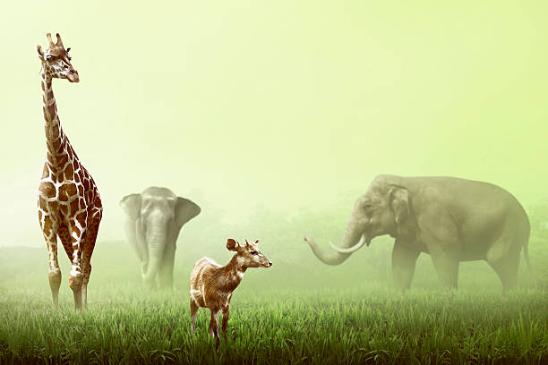 istock Elephant, Giraffe, and Deer on the grassland 525017178