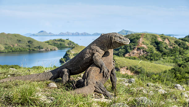 istock The fighting Komodo dragons for domination. 525017250