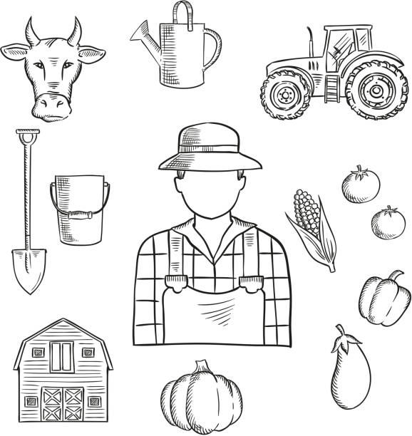 Farmer or farm worker profession sketch Sketch of farmer or farm worker with tractor, barn, fresh tomatoes, eggplant, pumpkin, corn and pepper vegetables, cow, watering can, spade and bucket. Great for agriculture mascot or farmers market symbol design farmer drawings stock illustrations