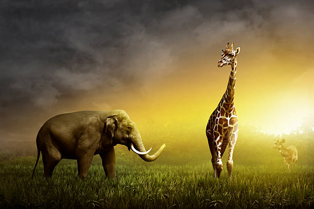 istock Elephant, Giraffe, and Deer on the grassland 525017306