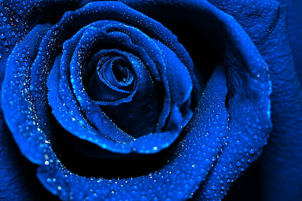 bella blu scuro con rugiada gocce di acqua di rosa - close to moving up single flower flower foto e immagini stock