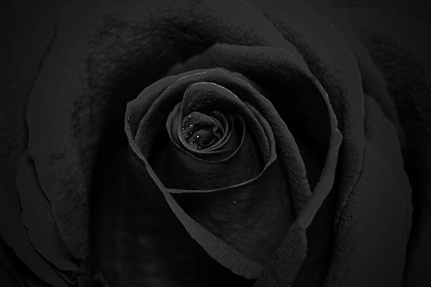 istock close-up view of beautiful dark rose with water dew drops 525017764