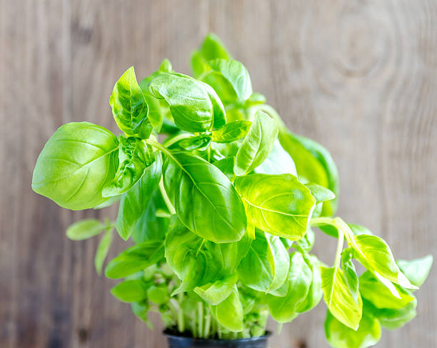 istock Fresh basil on the wooden background 525017839