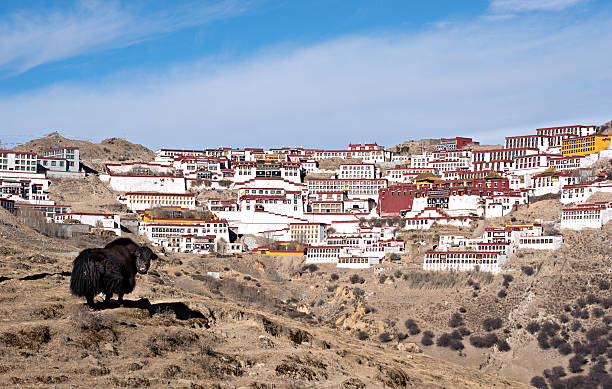 Yak, well-known mammal in Tibet, is standing in front of Ganden Monastery view in Tibet.