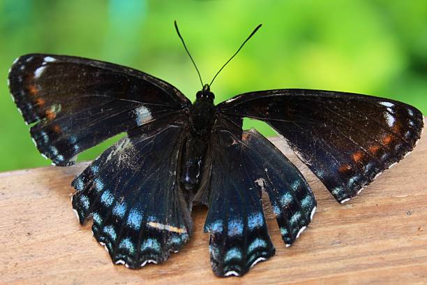 istock Red Spotted Purple Butterfly with Torn Wings 525018302