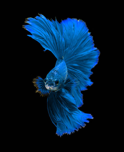 istock Blue dragon siamese fighting fish, betta fish isolated on black 525018408