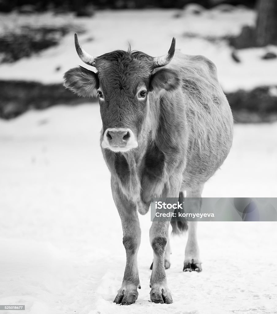 Caucasian calf Caucasian calf  Animal Stock Photo