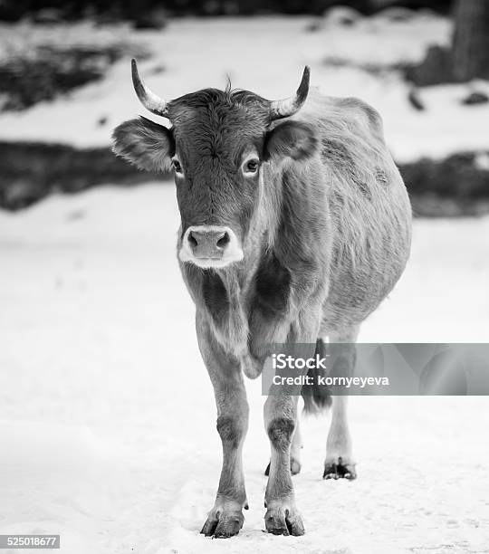 Caucasian Calf Stock Photo - Download Image Now - Animal, Animal Nose, Beauty In Nature