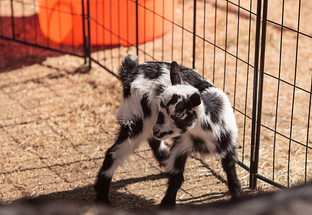 preto e branco bebé nigéria cabra-anã - nigerian dwarf imagens e fotografias de stock