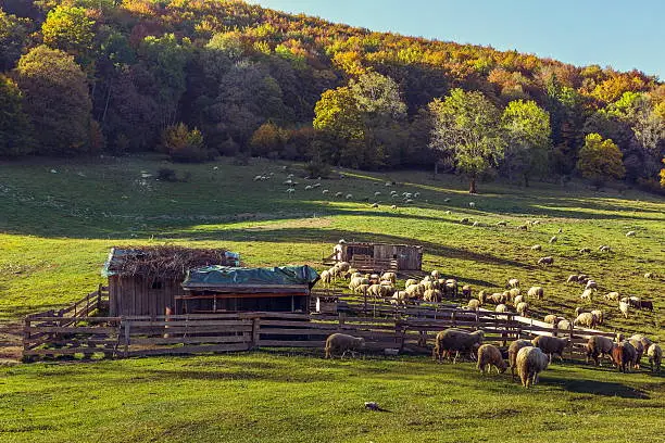 Autumn landscape with sheepfold and grazing sheep flock on a mountain meadow in Brasov county, Romania.