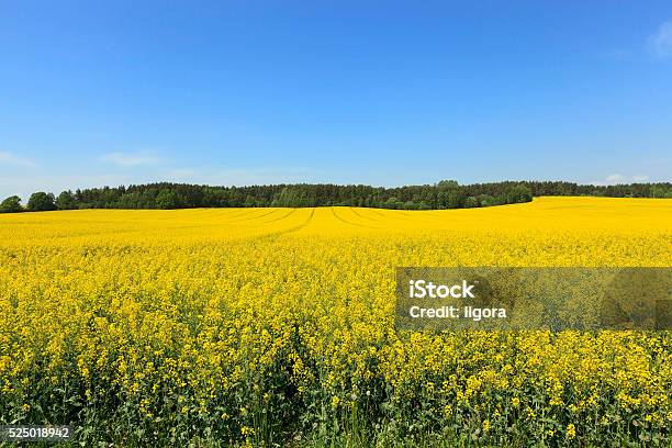 Foto de Estupro Field Céu Azul e mais fotos de stock de Agricultura - Agricultura, Ajardinado, Amarelo