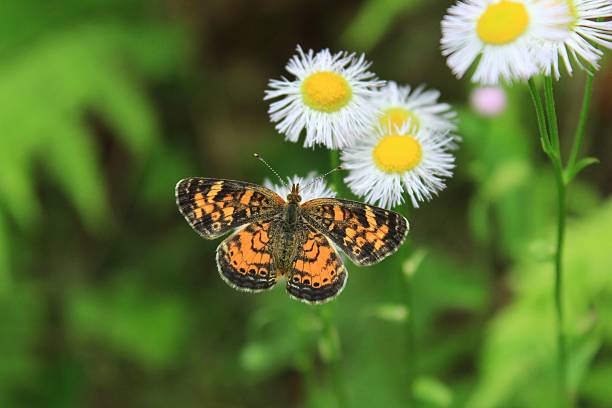 istock Pearl Crescent Butterfly on Daisies 525019538
