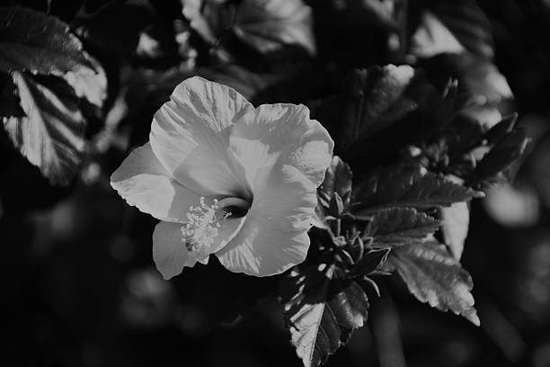 istock Hibiscus In Black And White 525019716