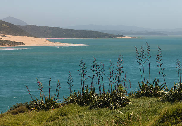 istock Hokianga Harbour, New Zealand 525019725