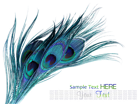 Peacock feathers on white background