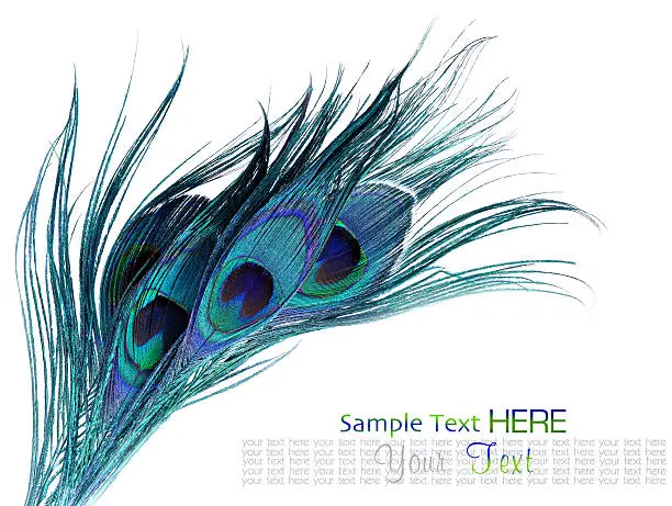 Photo of Peacock feathers on white background