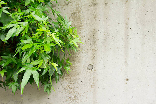 istock Green leaves and concrete wall of 525020246