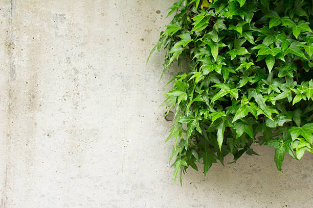 istock Green leaves and concrete wall of 525020266