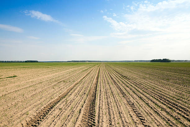istock field with green onions 525020416