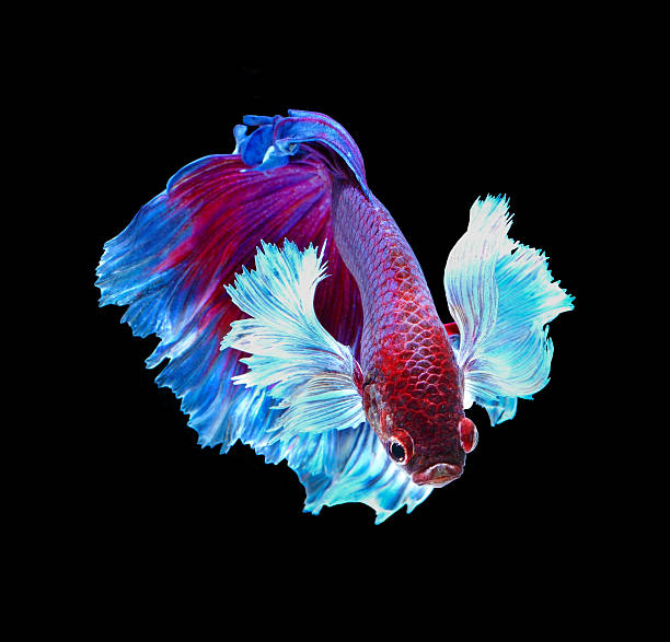 istock Red siamese fighting fish, betta fish isolated on black 525020458