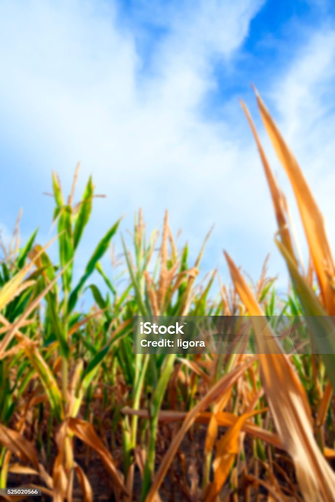 Campo de milho - Foto de stock de Agricultura royalty-free