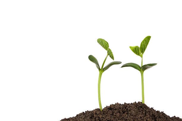istock new life growing in spring:love and care 525020626