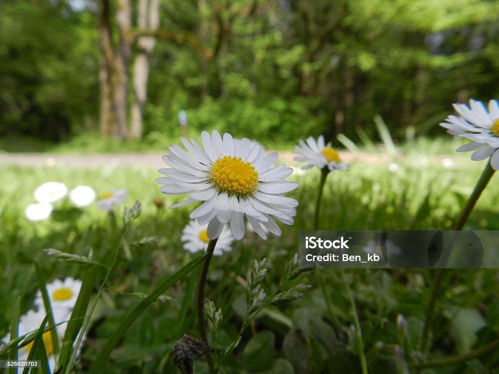 Daisy Macro of a small white daisy. Daisy Stock Photo