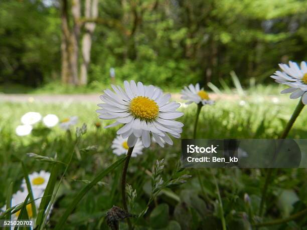 Daisy Stock Photo - Download Image Now - Daisy, Extreme Close-Up, Flower