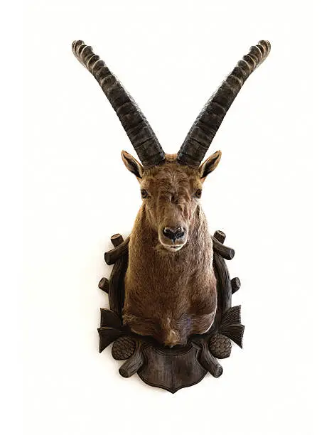 alpine ibex capricorn hunting trophy, 11.5 year old animal