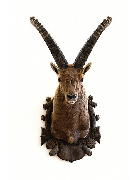 alpine ibex capricorn hunting trophy - 動物頭骨 個照片及圖片檔