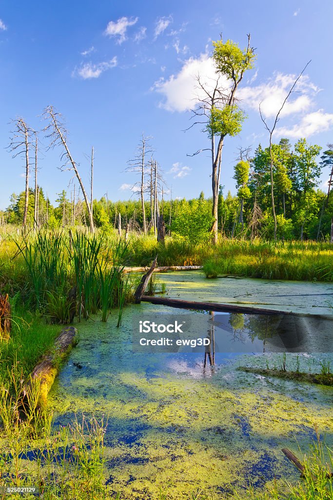 Marshes in Pisz Forest, Masuria, Poland Marshes in Pisz Forest, Masurian Landscape Park, Poland Day Stock Photo