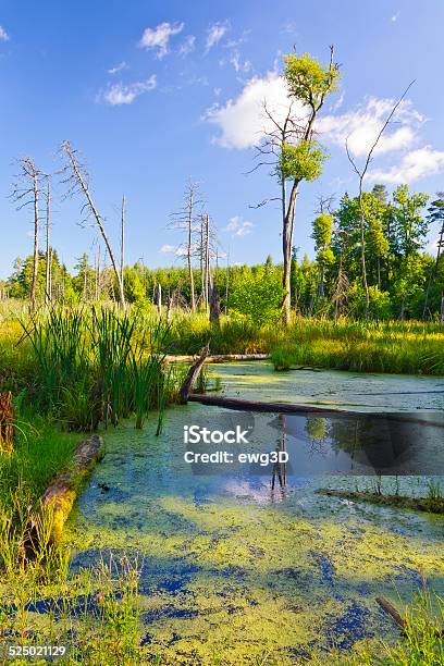 Marshes In Pisz Forest Masuria Poland Stock Photo - Download Image Now - Day, Europe, Forest