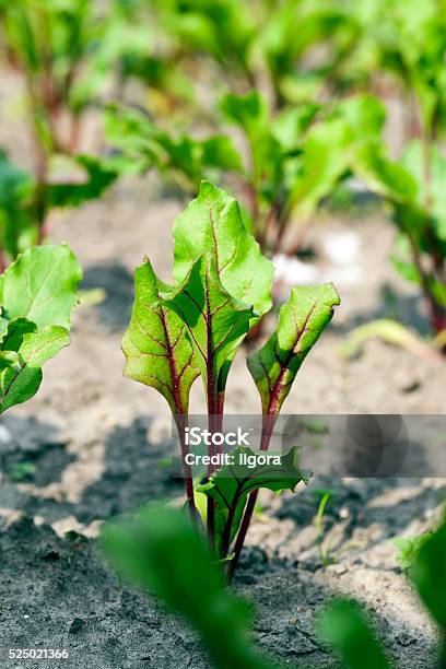 Foto de Campo Com Beterraba e mais fotos de stock de Agricultura - Agricultura, Ajardinado, Beterraba - Tubérculo