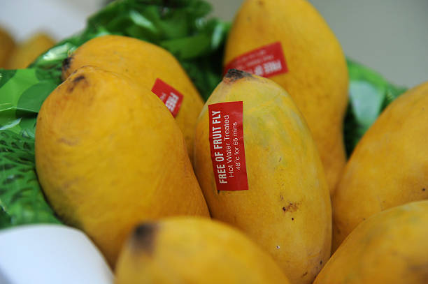 chaunsa mango - high nutritional value fotografías e imágenes de stock