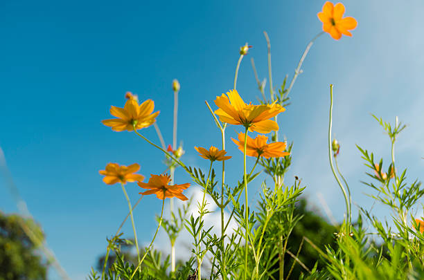 istock Yellow Cosmos flower and blue sky 525022143