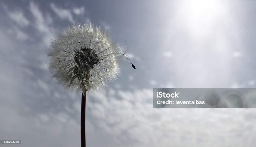 Dandelion Nature, Background Grief Stock Photo
