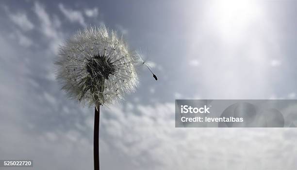 Dandelion Stock Photo - Download Image Now - Grief, Flower, Consoling