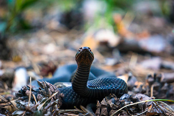 istock European viper. Wild life animal. 525022854