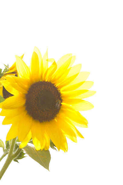 istock Bees on the sunflowers 525023001