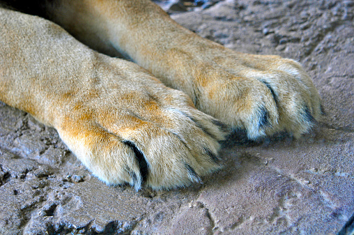 Paws of a resting lion at a park
