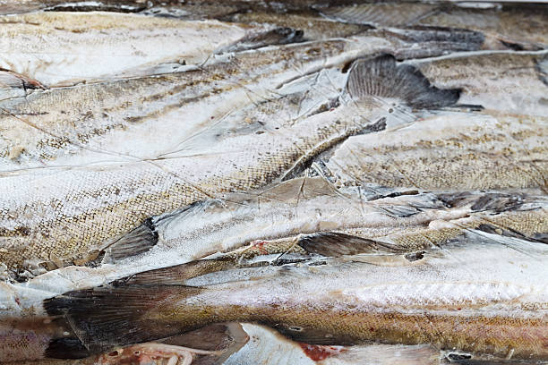 istock frozen in a block of ice fish, pollock 525023253