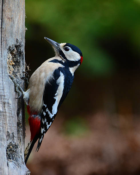 istock Male Great Spotted Woodpecker 525023255