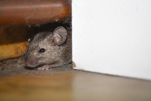 white mouse with black background